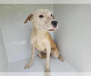 Carolina Dog-Unknown Mix Dogs for adoption in Houston, TX, USA
