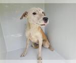Small Carolina Dog Mix