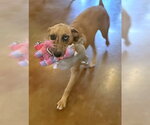 Small #4 Catahoula Leopard Dog Mix