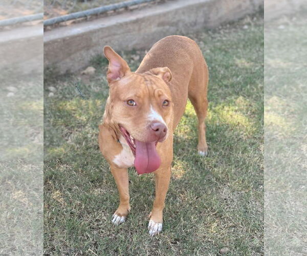 Medium Photo #2 American Pit Bull Terrier-Unknown Mix Puppy For Sale in Chandler, AZ, USA