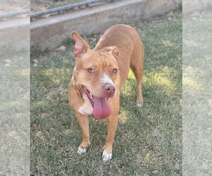 NaNa - Female American Pit Bull Terrier-Unknown Mix Dog for Adoption - Photo #2