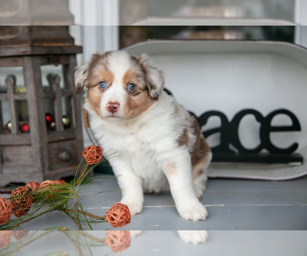 Medium Photo #2 Australian Shepherd Puppy For Sale in HOLMESVILLE, OH, USA