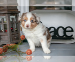 Small #1 Australian Shepherd