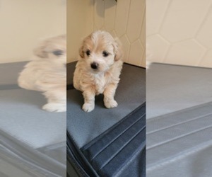 Maltipoo Puppy for sale in NEWNAN, GA, USA