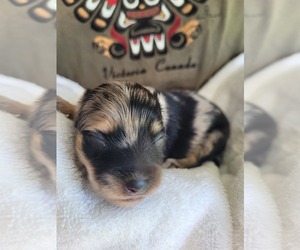 Chiranian Puppy for sale in HOUSTON, TX, USA