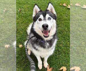 Siberian Husky Dogs for adoption in Woodland, CA, USA