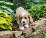 Small Photo #11 Cocker Spaniel Puppy For Sale in WITHEE, WI, USA
