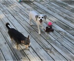 Small Photo #3 ShiChi Puppy For Sale in Columbus, IN, USA