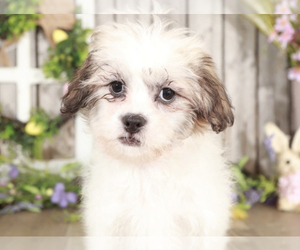 Zuchon Puppy for sale in MOUNT VERNON, OH, USA