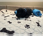 Small Photo #7 Poodle (Toy) Puppy For Sale in CEDAR CITY, UT, USA