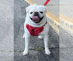 Small #1 Pug