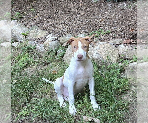 Medium Photo #4 Boxer Puppy For Sale in Southbury, CT, USA
