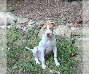 Canyon ~ meet me! - Male Boxer Dog for Adoption - Photo #4
