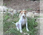 Small Photo #4 Boxer Puppy For Sale in Southbury, CT, USA