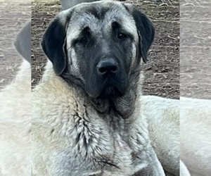 Mother of the Kangal Dog puppies born on 07/22/2025