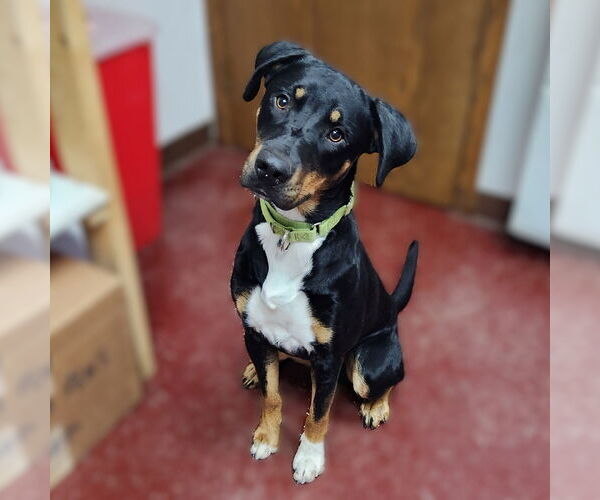 Medium Photo #2 Mutt Puppy For Sale in Fargo, ND, USA