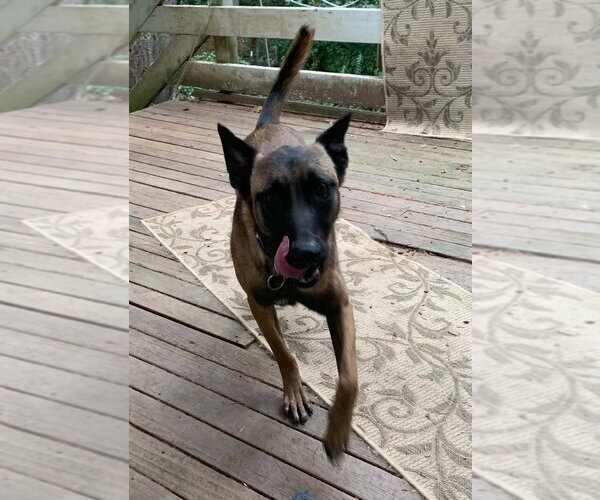 Medium Photo #3 Mutt Puppy For Sale in Imlay City, MI, USA