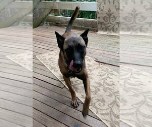 Kingston - located in OR - Male Mutt Dog for Adoption - Photo #3