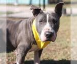 Small Bull Terrier Mix