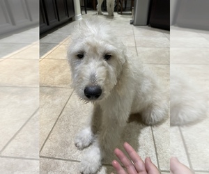 Goldendoodle Puppy for sale in KATY, TX, USA