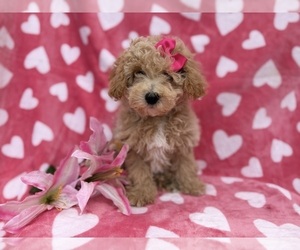 Bichpoo Puppy for sale in LAKELAND, FL, USA