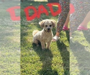 Father of the ShihPoo puppies born on 12/01/2025