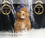 Small #2 Maltipoo