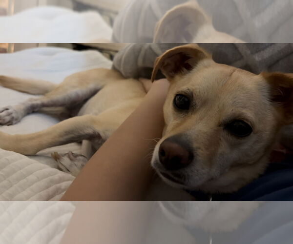 Medium Photo #31 Mutt Puppy For Sale in Philadelphia, PA, USA