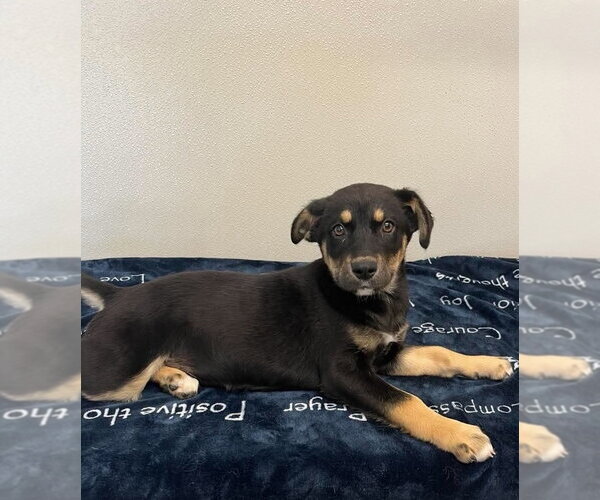 Medium Photo #3 Siberian Husky-Unknown Mix Puppy For Sale in Osgood, IN, USA