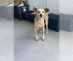 Small Chihuahua