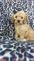 Cock-A-Poo Puppy for sale in LANCASTER, PA, USA