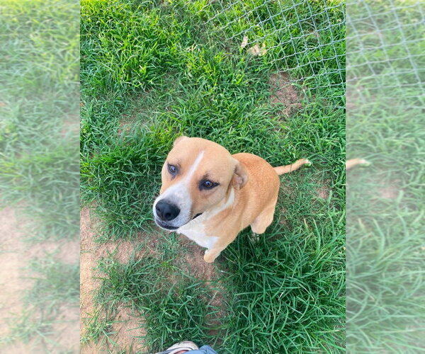 Medium Photo #2 Mutt Puppy For Sale in Cromwell, KY, USA