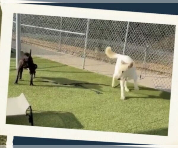 Medium Photo #6 - Mix Puppy For Sale in Winston Salem, NC, USA