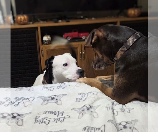 Medium Photo #3 American Bulldog-Unknown Mix Puppy For Sale in Maryville, TN, USA