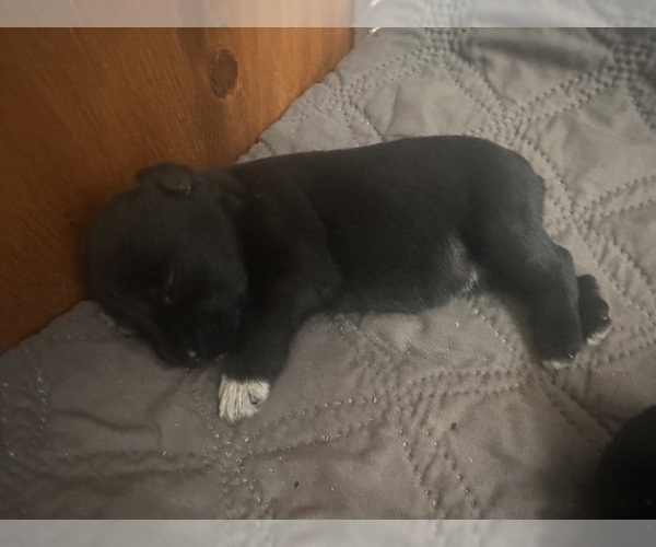Medium Photo #3 Schnauzer (Miniature) Puppy For Sale in PORT ORANGE, FL, USA