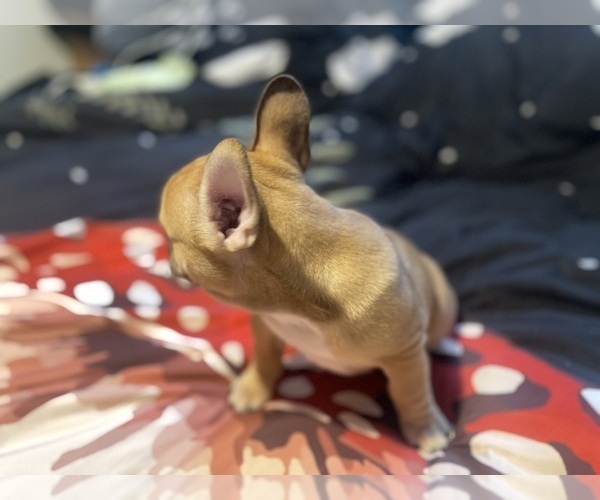 Medium Photo #4 Faux Frenchbo Bulldog Puppy For Sale in HOODSPORT, WA, USA