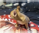 Small #3 Faux Frenchbo Bulldog
