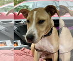 Small #6 Labrador Retriever Mix