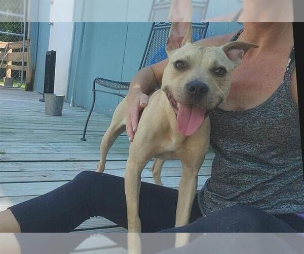Medium Photo #10 American Pit Bull Terrier Puppy For Sale in Murfreesboro, NC, USA
