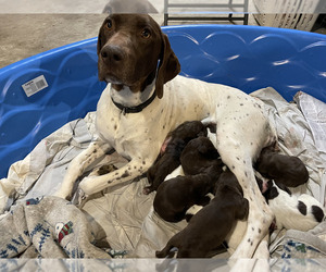 Mother of the German Shorthaired Pointer puppies born on 04/01/2024