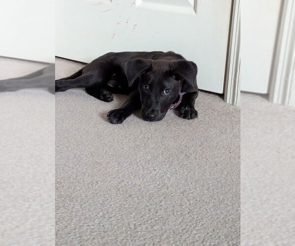 Medium Photo #8 Lab-Pointer Puppy For Sale in Shermans Dale, PA, USA