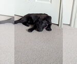 Small #7 Lab-Pointer