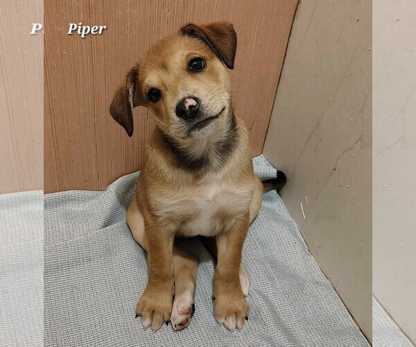 Medium Photo #2 Catahoula Leopard Dog-Labrador Retriever Mix Puppy For Sale in Oakhurst, NJ, USA