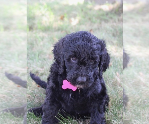 Medium Photo #53 Goldendoodle Puppy For Sale in HOWARD CITY, MI, USA