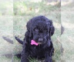 Small Photo #53 Goldendoodle Puppy For Sale in HOWARD CITY, MI, USA