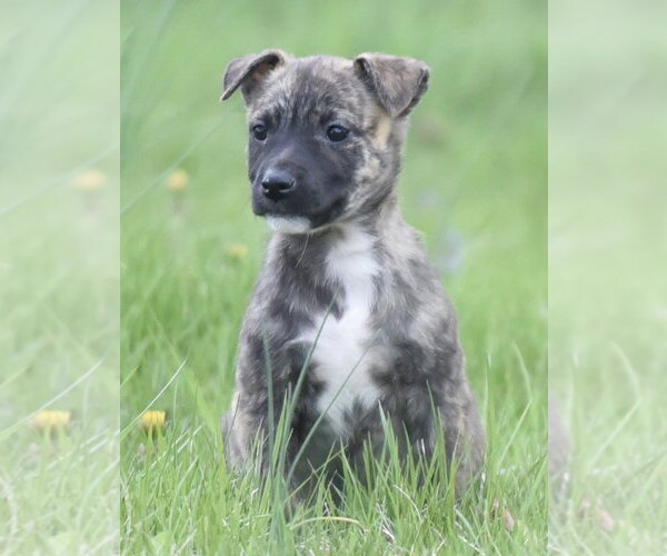 Medium Photo #2 Chihuahua-Unknown Mix Puppy For Sale in Mechanicsburg, PA, USA