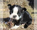 Small Photo #11 Boston Terrier Puppy For Sale in HUGHESVILLE, MD, USA