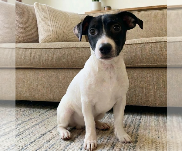 Medium Photo #1 Jack Russell Terrier Puppy For Sale in Grovertown, IN, USA