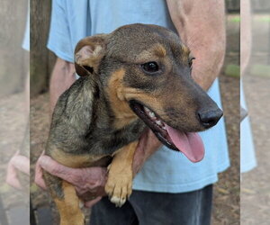 Pennywinkle - Female Dachshund-Unknown Mix Dog for Adoption