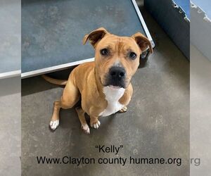 Kelly - Female Bulloxer Dog for Adoption - Photo #3